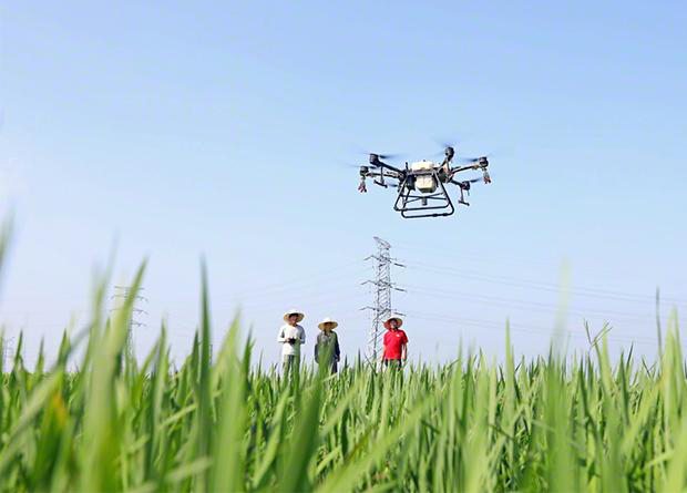 植保無人機助力水稻病蟲害防治(圖1)